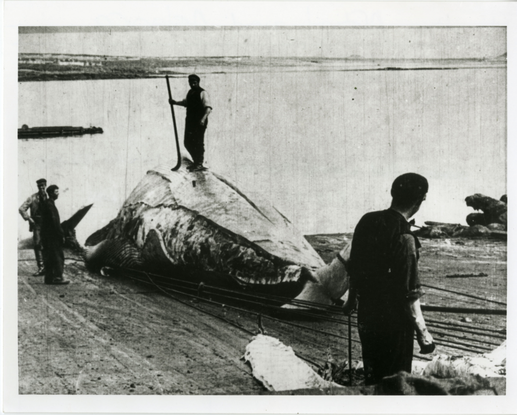 Filming Inishkea Whaling Station, 1908 – The Irish Story